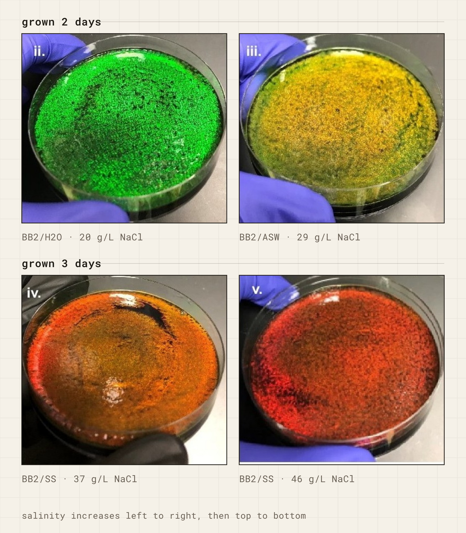 Dispersed Cellulophaga lytica biofilms shifting from green through yellow-green, orange and red as salinity rises from 20 to 46 g/L NaCl, in two rows for two and three days of growth