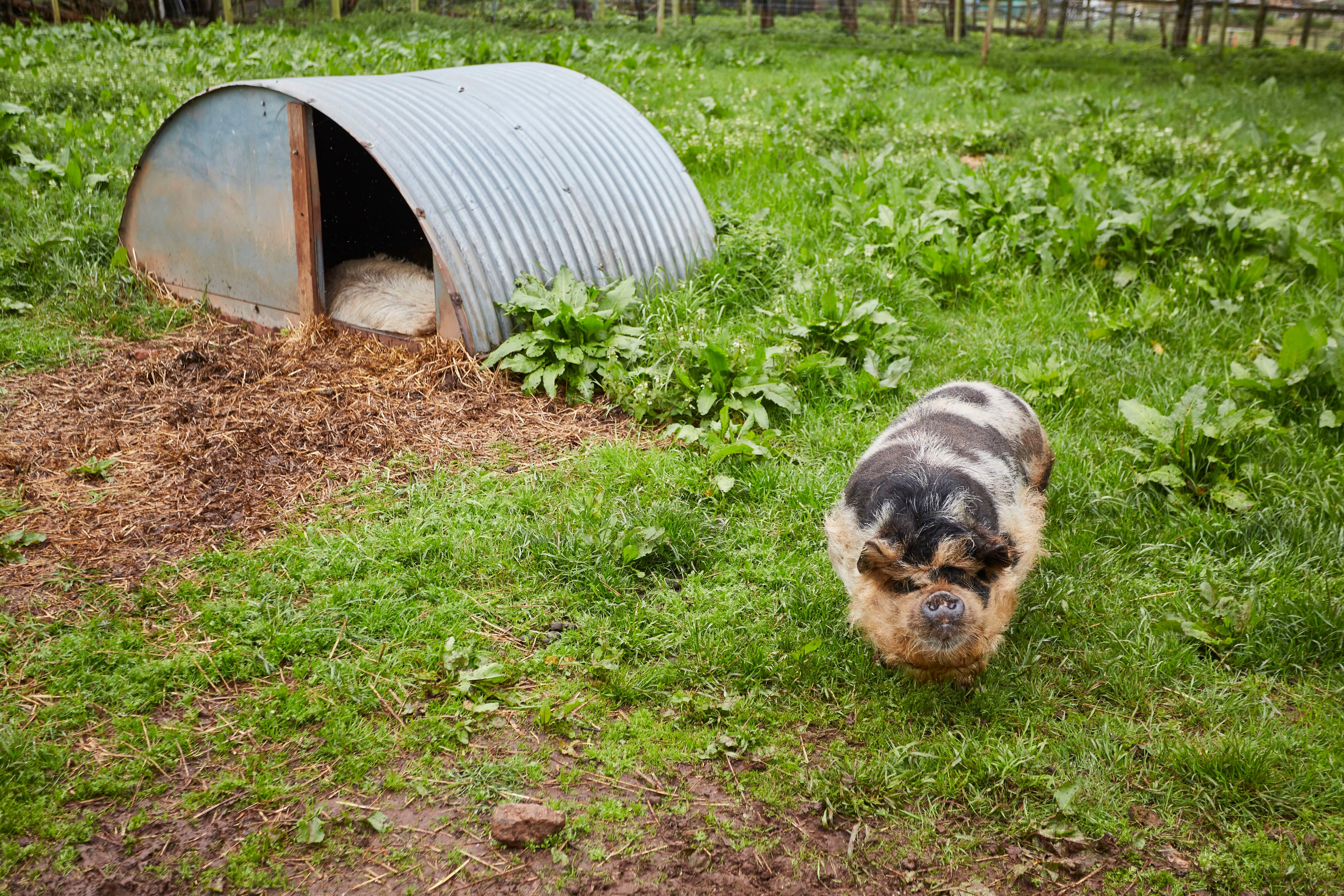Pig beside its shelter on The Pig-near Bath grounds