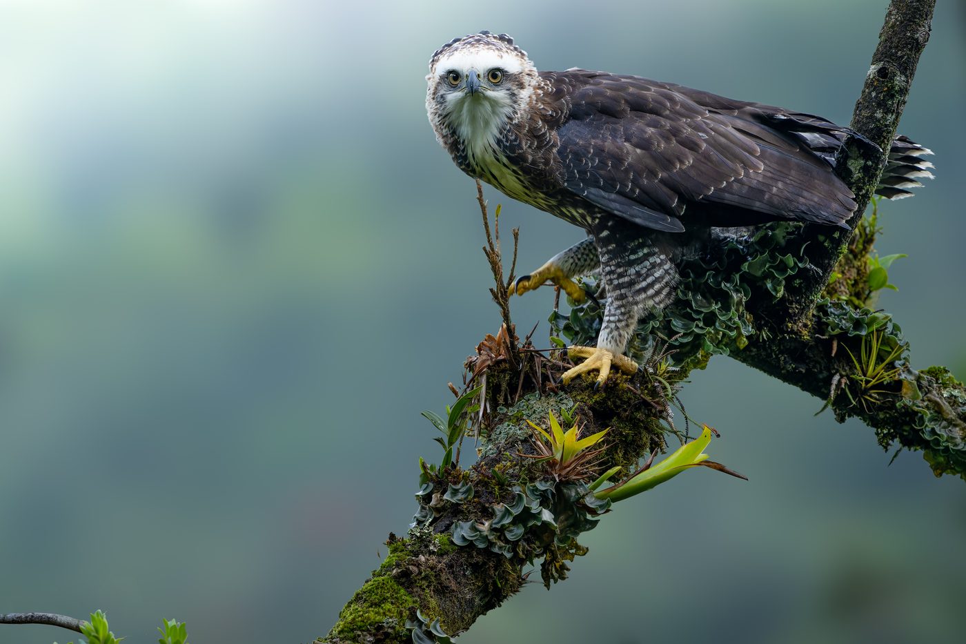 Juvenile Black Hawk-Eagle perched on a mossy branch, looking straight into the lens