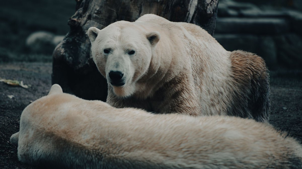 A polar bear looking towards the camera behind another resting polar bear