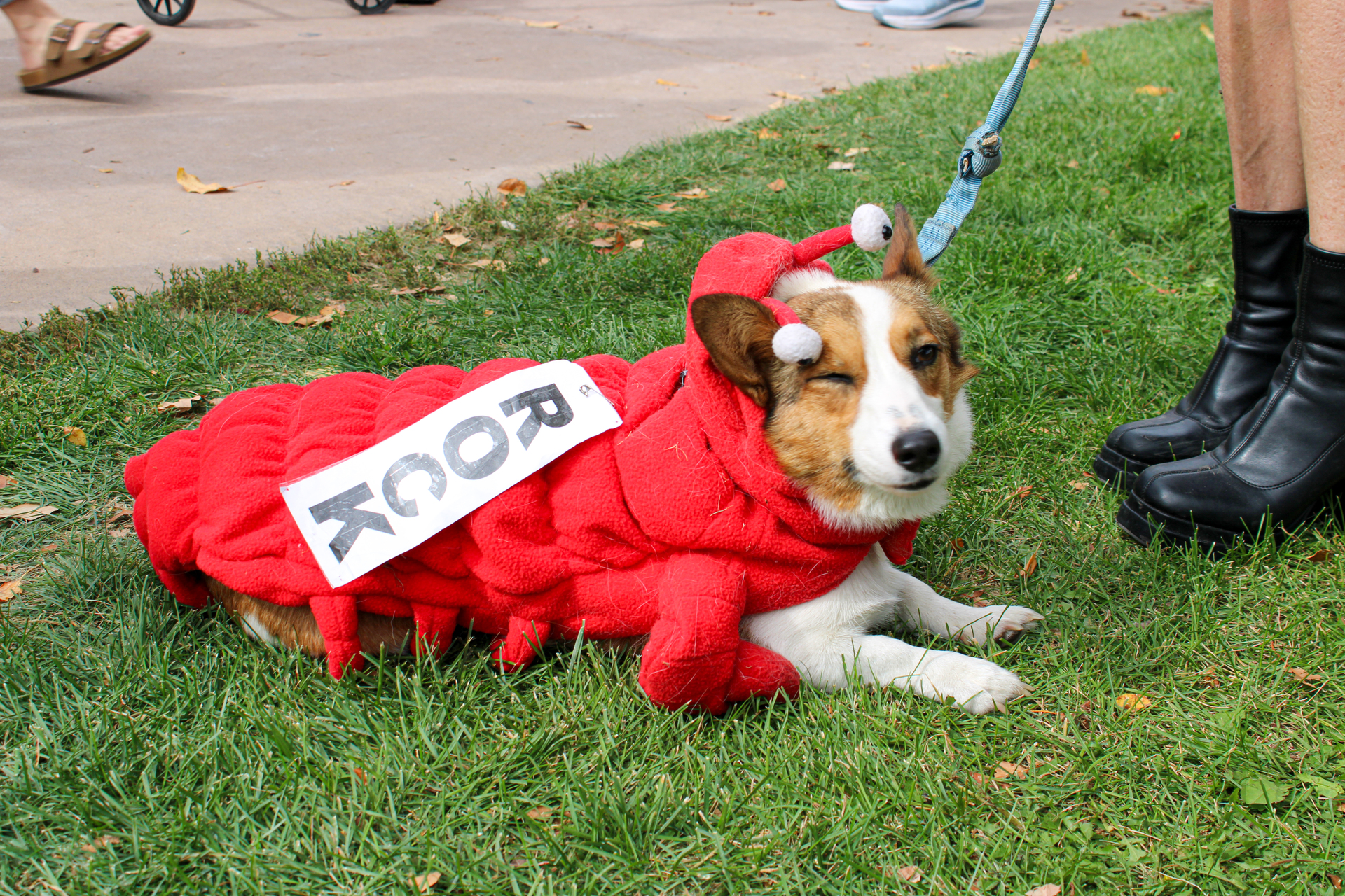 Photo story: Tour de Corgi features fun costumes for pups and owners