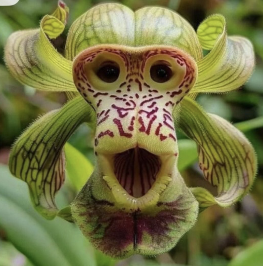 Listing photos of impossible flowers such as rainbow-colored roses and purple teddy bear sunflowers, AI-generated images used to sell seeds for plants that don't exist