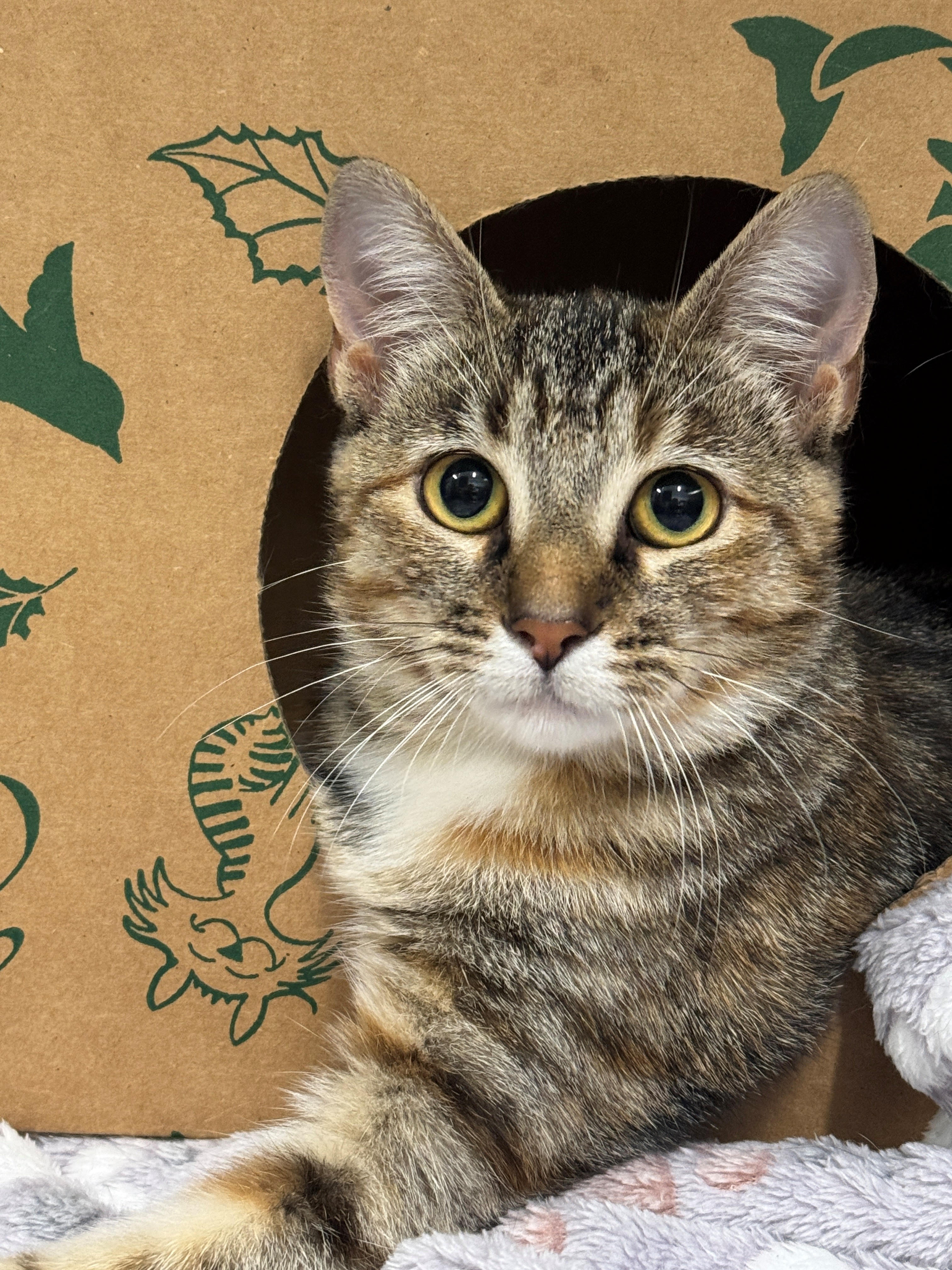 Shyanne, an adoptable cat at the Jefferson County Animal Resource Center