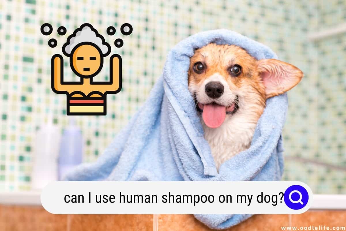 Photo inspiration: Can I Use Human Shampoo On A Older Beagle Reference: Can I Use Human Shampoo On My Dog 2024