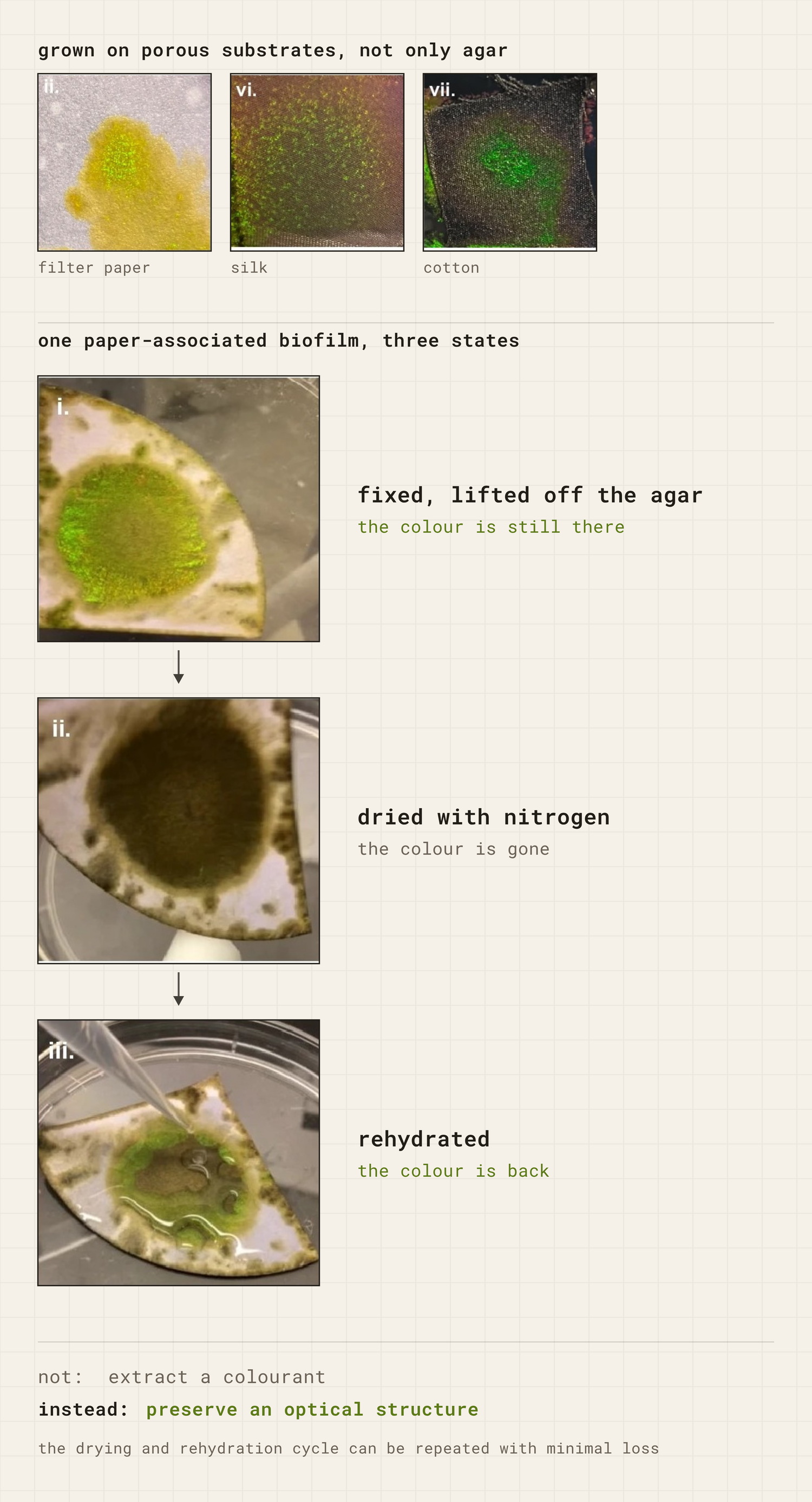 Iridescent Cellulophaga lytica biofilm on filter paper, losing colour when dried and regaining it on rehydration