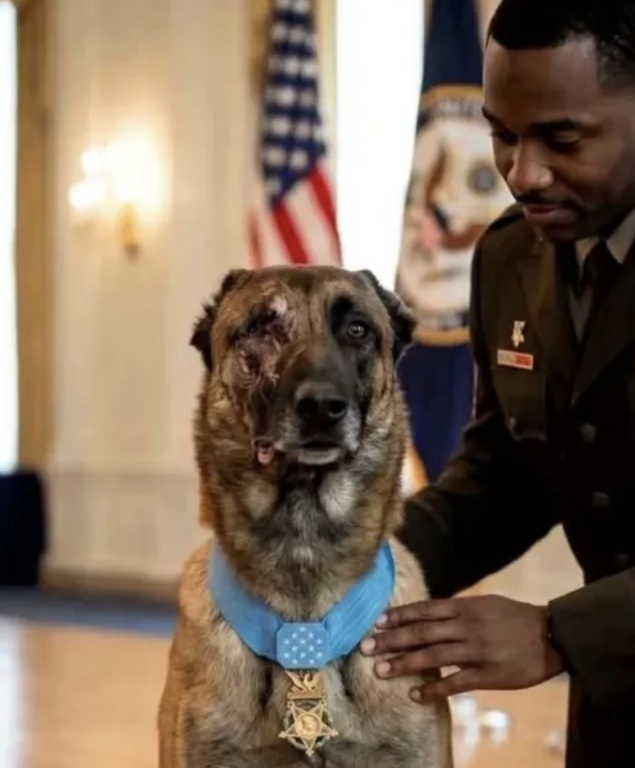 A bomb-sniffing hero dog with a Medal of Honor that no medal society ever gave out