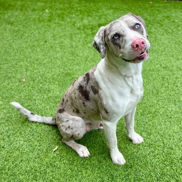 Adoptable Catahoula Leopard Dog mix, Animal ID 840758