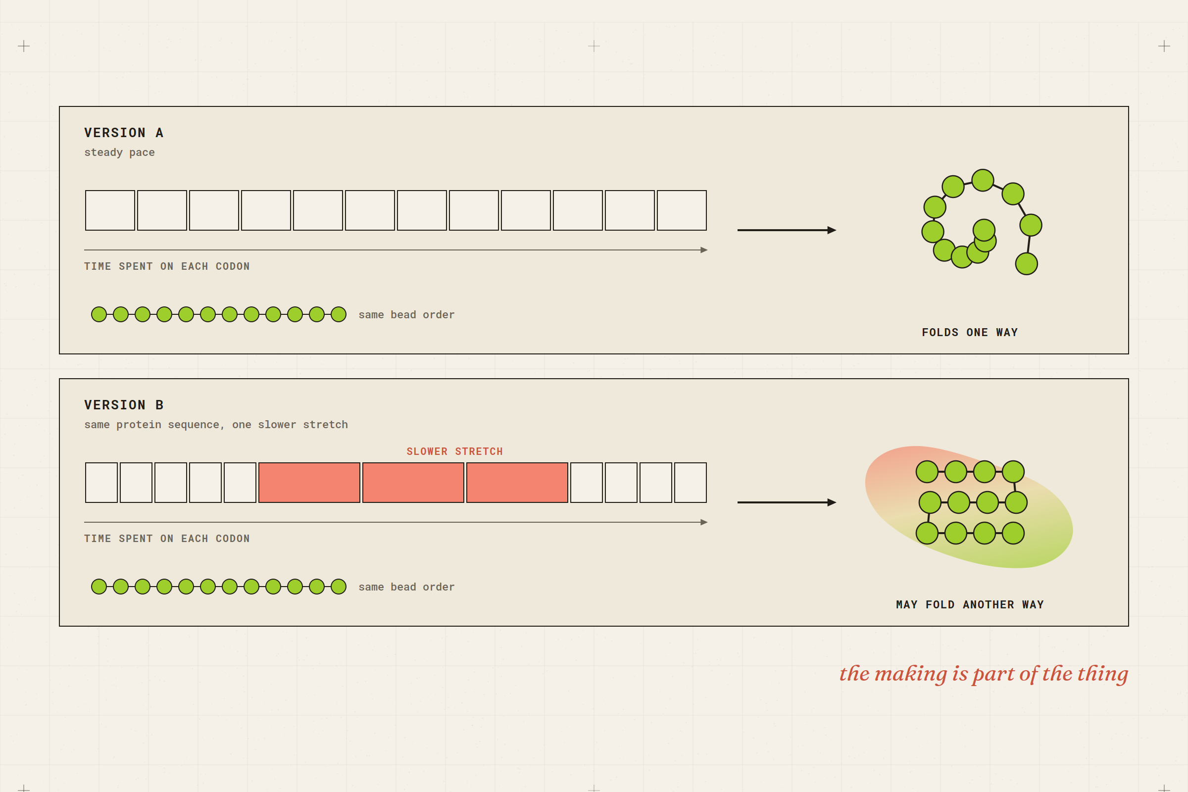 Two dark panels. Both show the same row of beads. In the second panel three codons take longer to build, and the finished chain folds into a different shape.