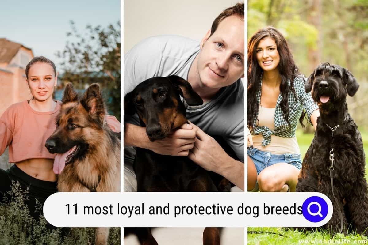 11 Most Loyal and Protective Dog Breeds