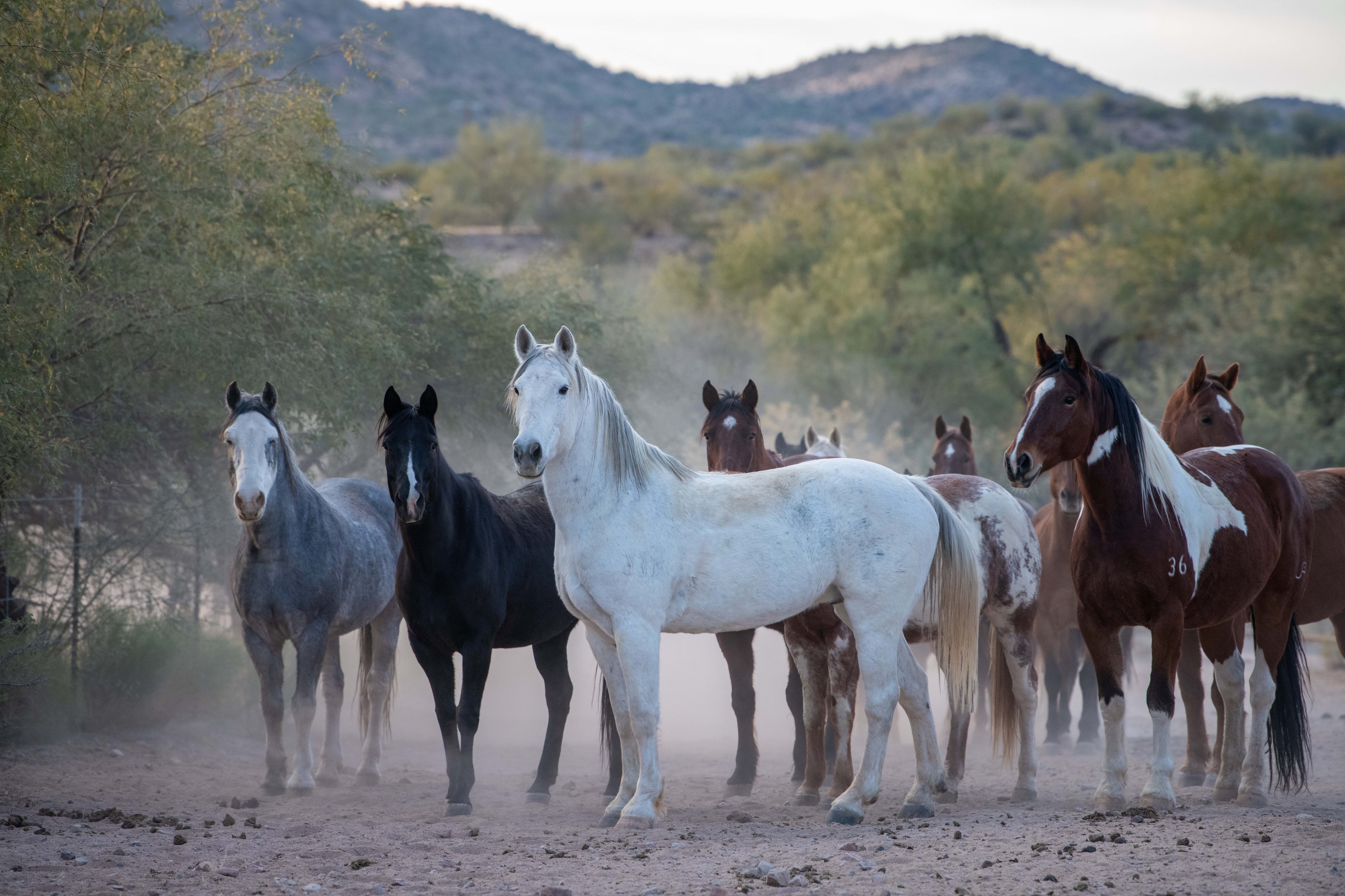 Horses gathered on a dusty trail at Rancho de los Caballeros