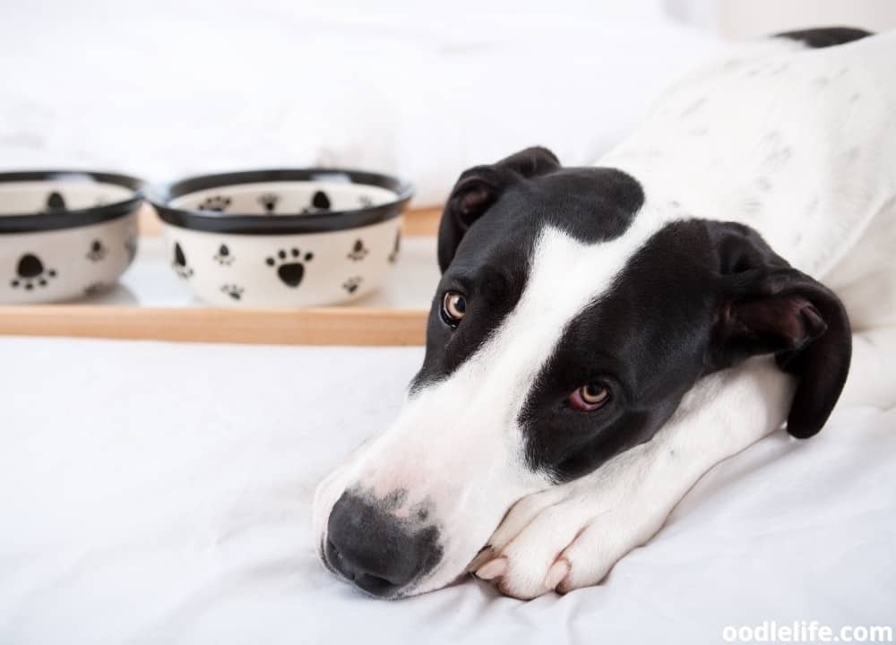how-long-after-a-dog-eats-does-it-poop