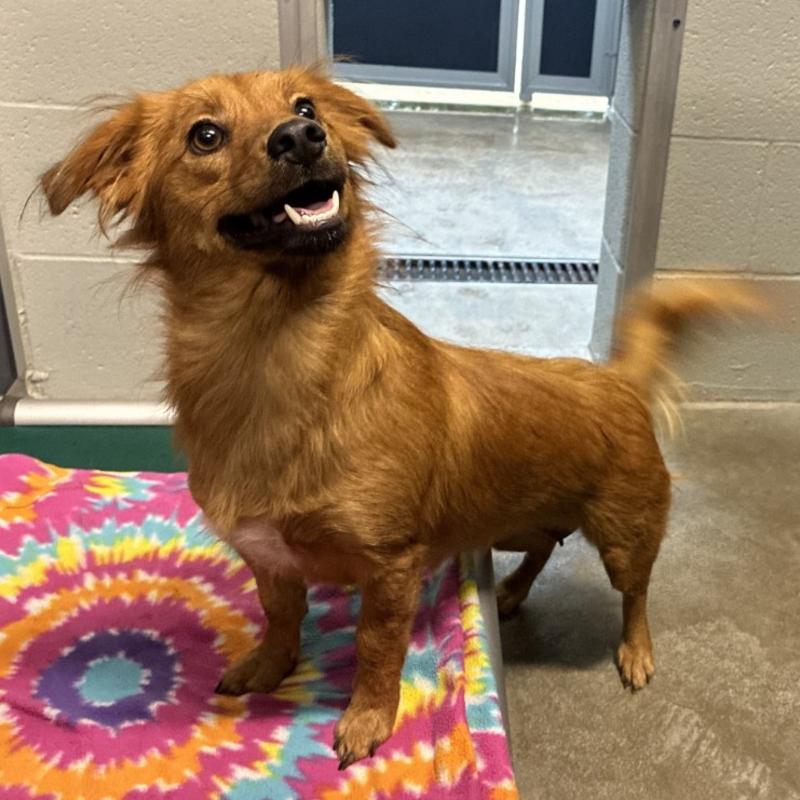Daisy, Animal ID 842199