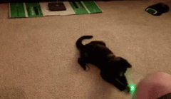 Cat chasing a laser