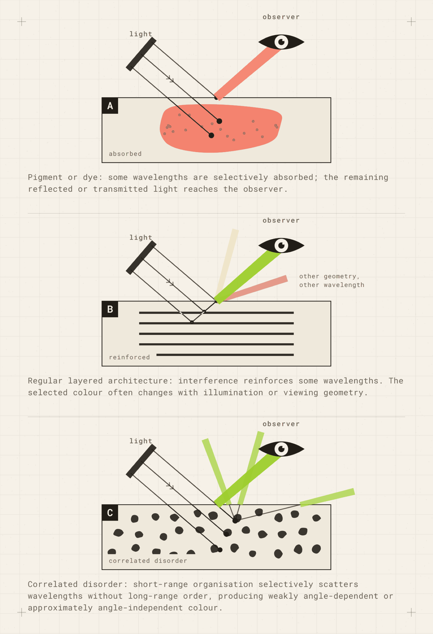Schematic comparing pigmentary absorption with ordered layered interference and isotropic short-range-correlated scattering