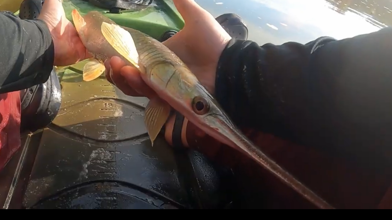 A longnose gar caught on the Meramec River