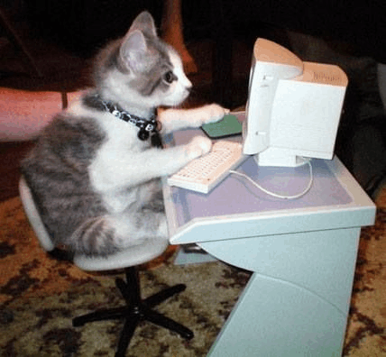 Cat pulling money into a box
