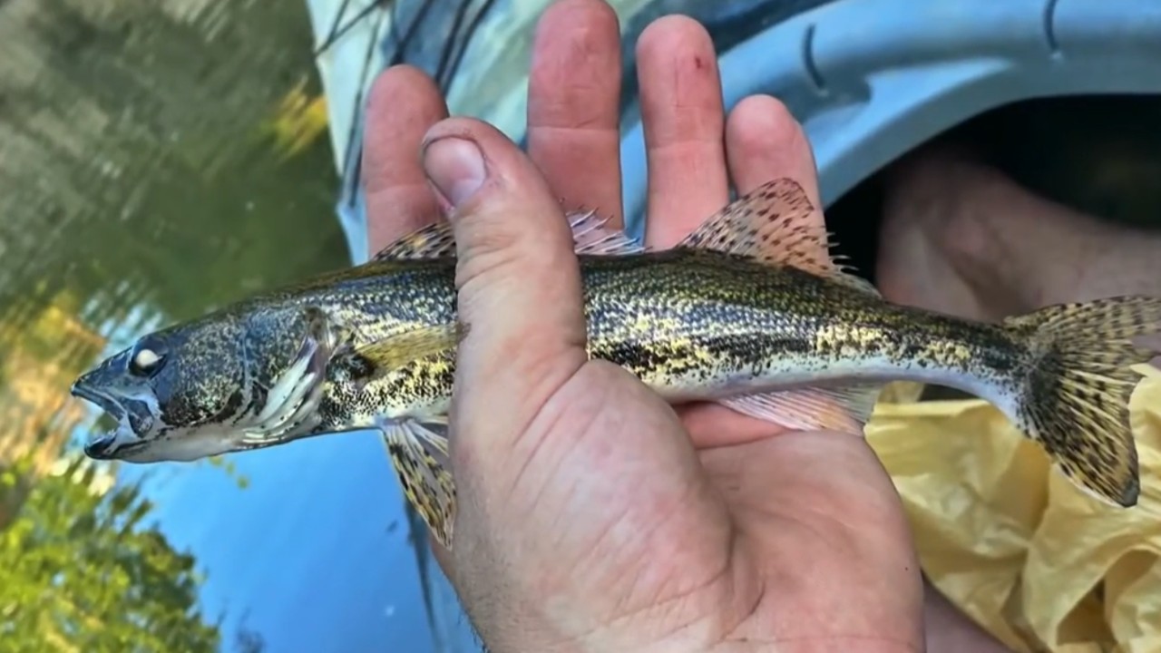 Sauger caught during a fishing trip on a Meramec River tributary