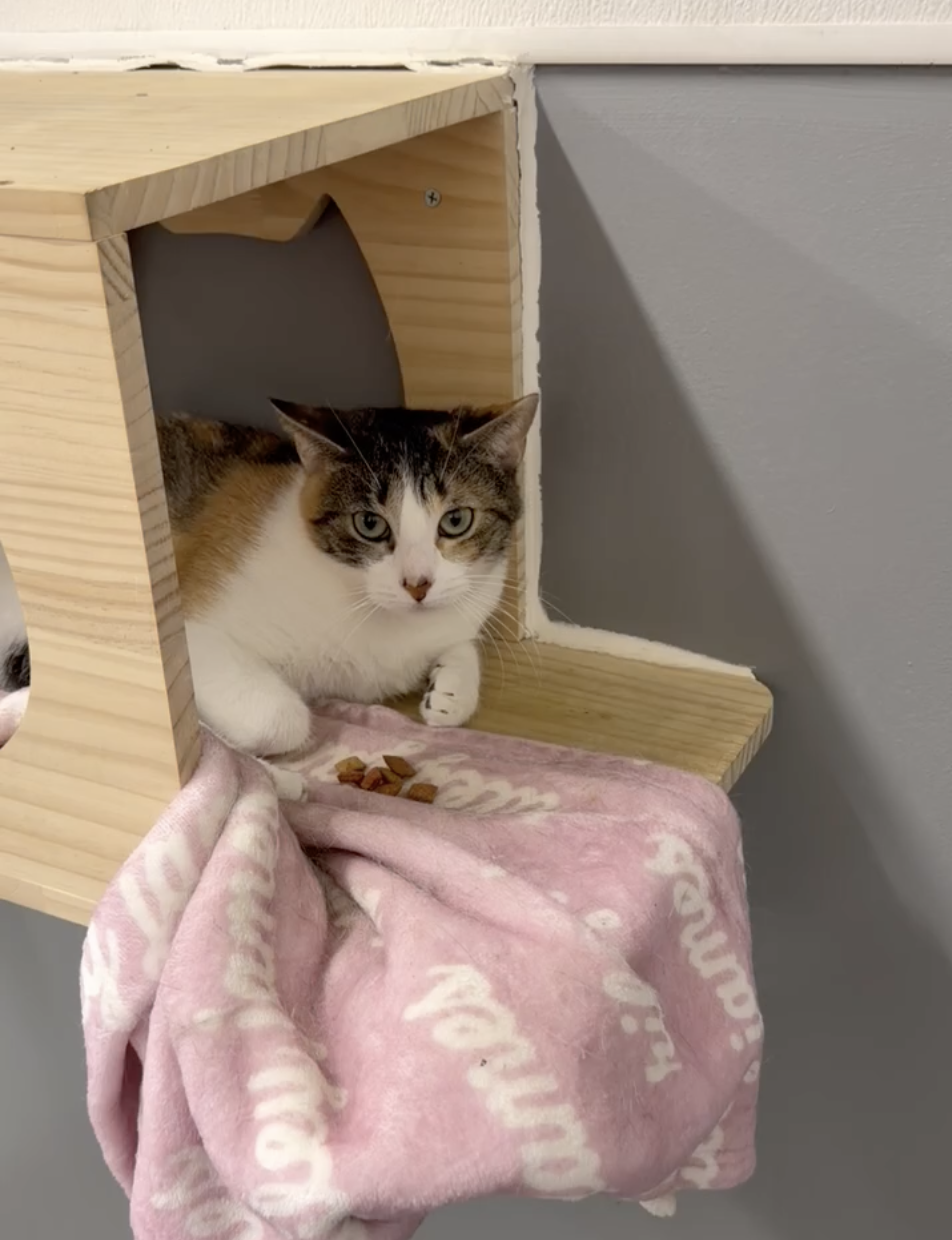 Cat resting in a wooden cat box on a pink blanket