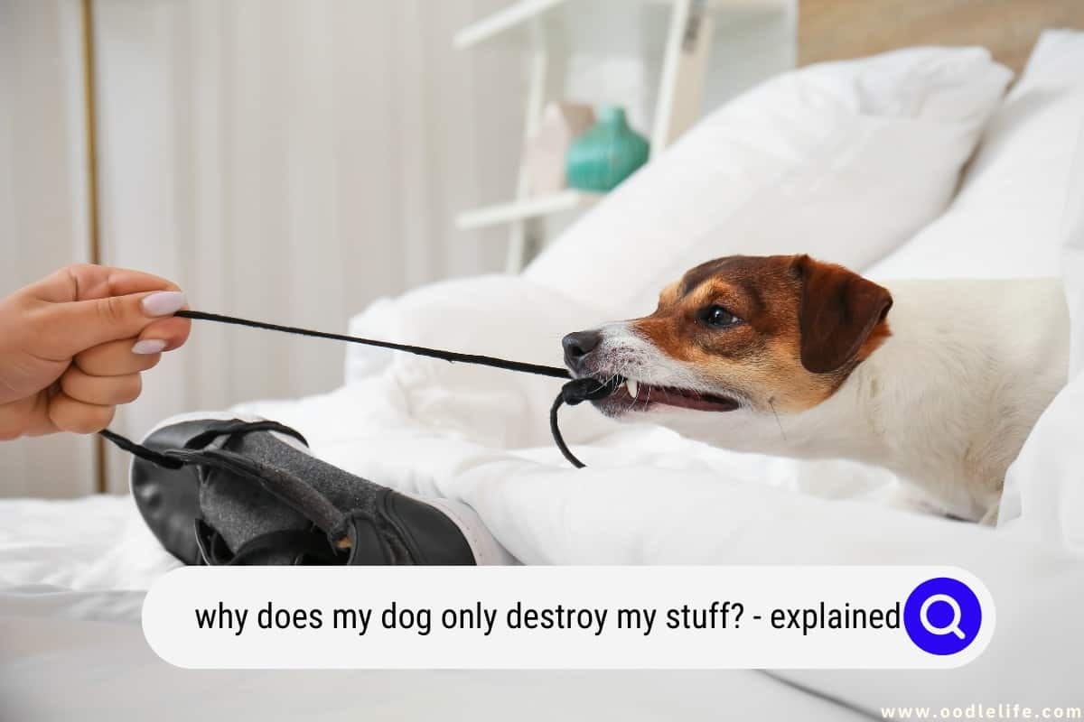 Why Does My Dog Only Destroy MY Stuff? [Explained]