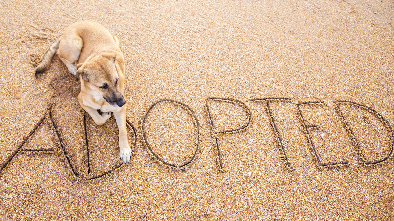 The Joy of Adopting Pets