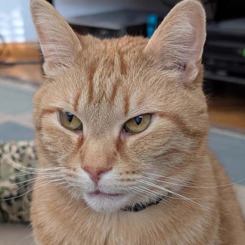 Bud the cat