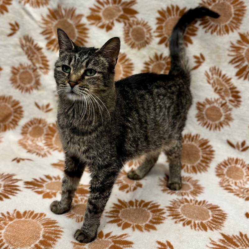 Short-haired tabby cat available for adoption