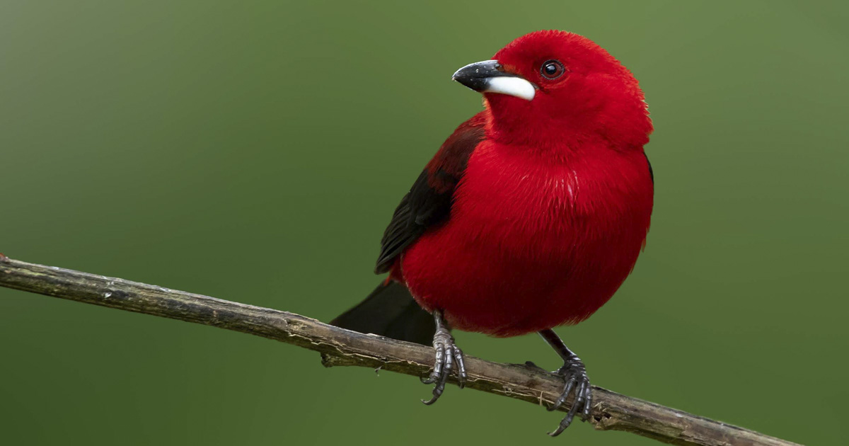 Letter from Kacau Oliveira: Red-legged honeycreeper