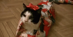 A cat wrapped up in Christmas paper