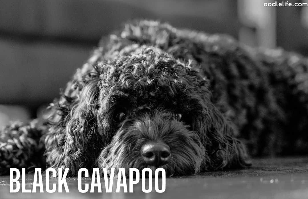 Can You Leave a Cavapoo Alone? [7 Tips]