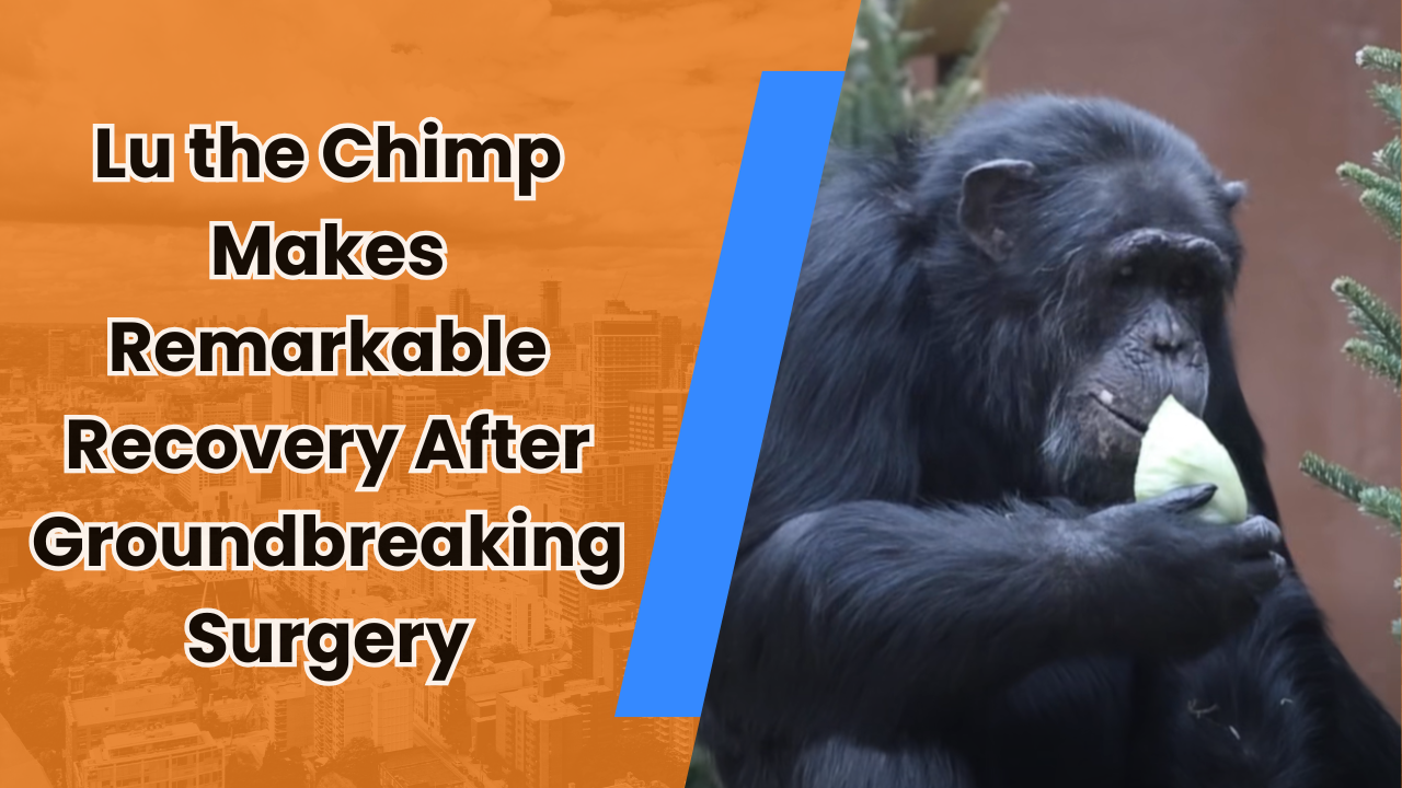 🐒 Lu the Chimp Heals Up, Knoxville Gears Up & Glows Up for Fall Fun