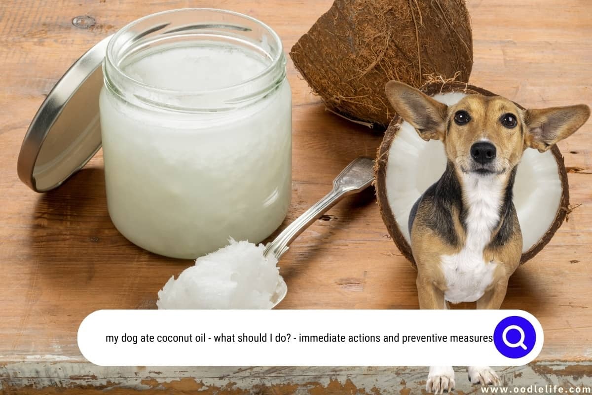 My Dog Ate Coconut Oil What Should I Do? Immediate Actions and