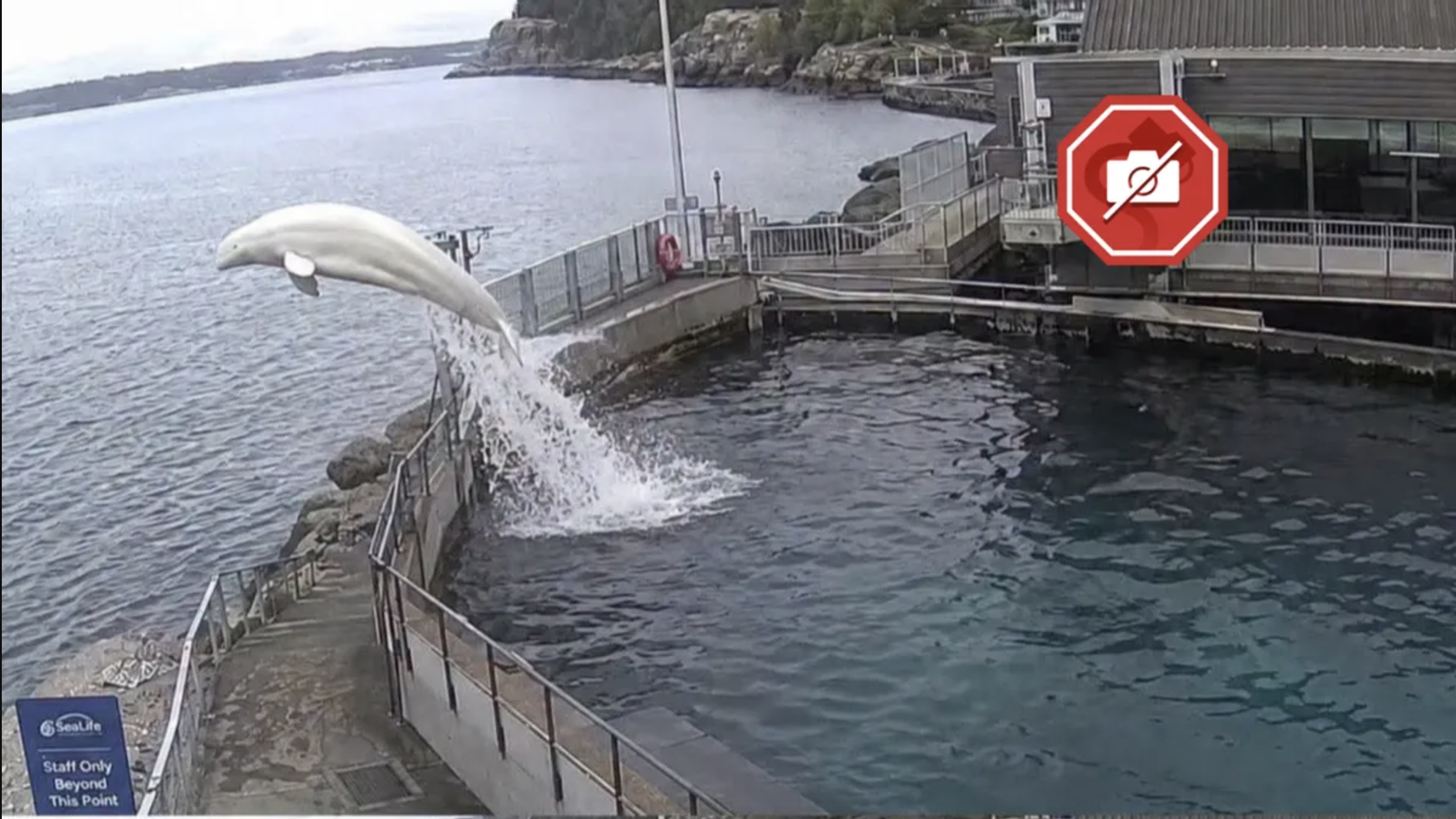 A beluga whale leaping over an enclosure wall back into open water, an escape moment that never actually happened