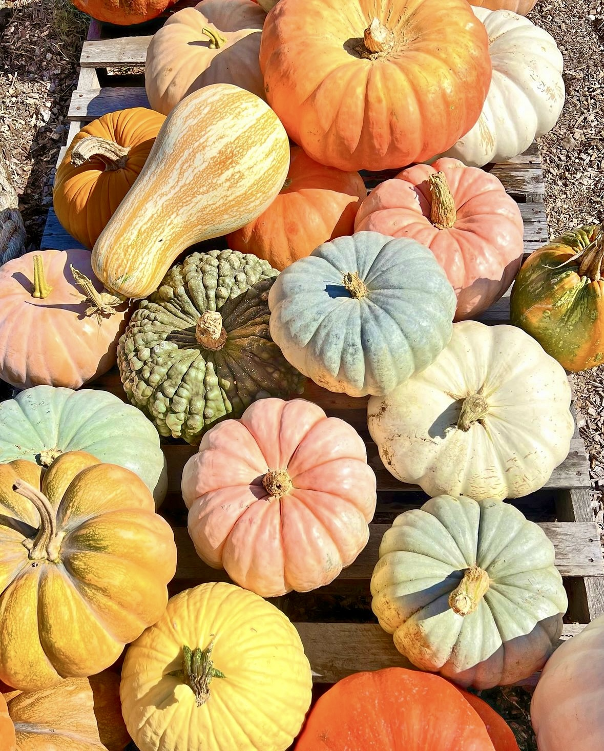 Where to Be in OCMD ~ October 27 - November 2, 2024