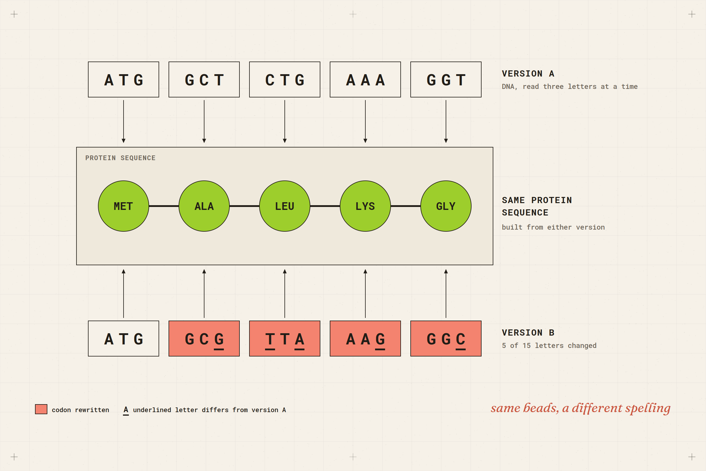 Two rows of three-letter DNA codons. In the lower row four codons are rewritten, with changed letters in red. Arrows from both rows point to one identical chain of five amino acids: Met, Ala, Leu, Lys, Gly.