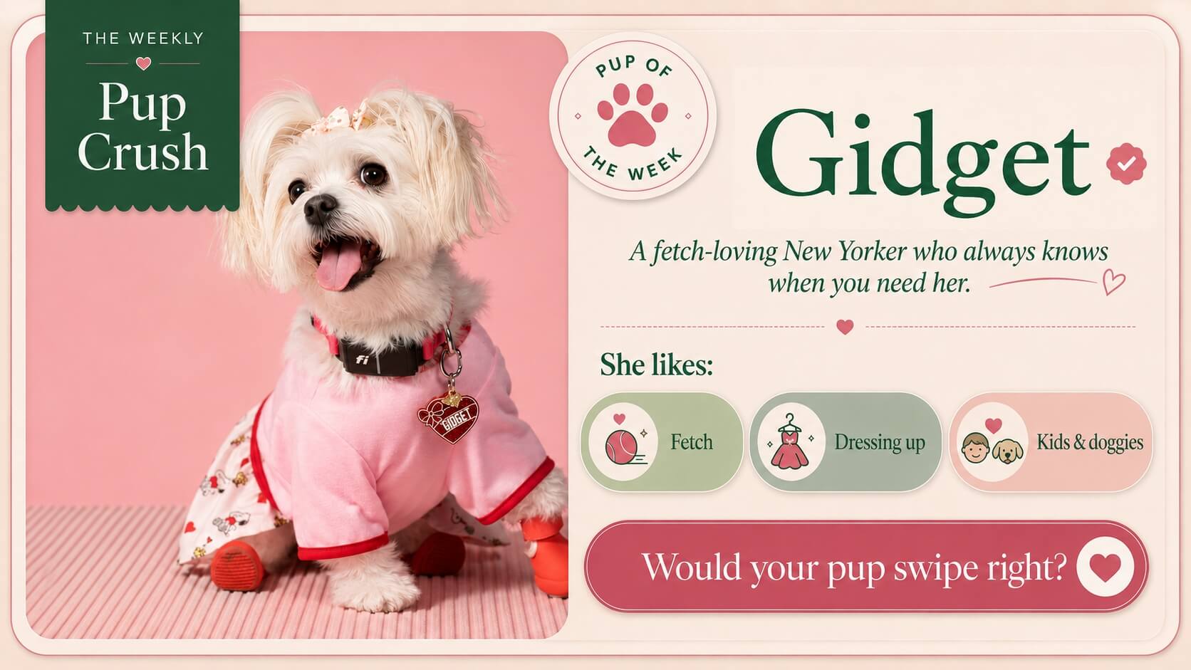 Gidget, this week’s Pup Crush, a 7-year-old Maltese from New York