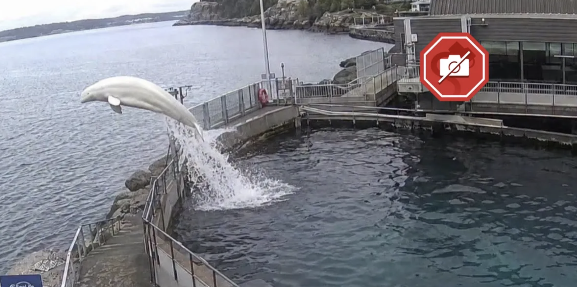A beluga whale leaping heroically from an aquarium tank it was never actually inside