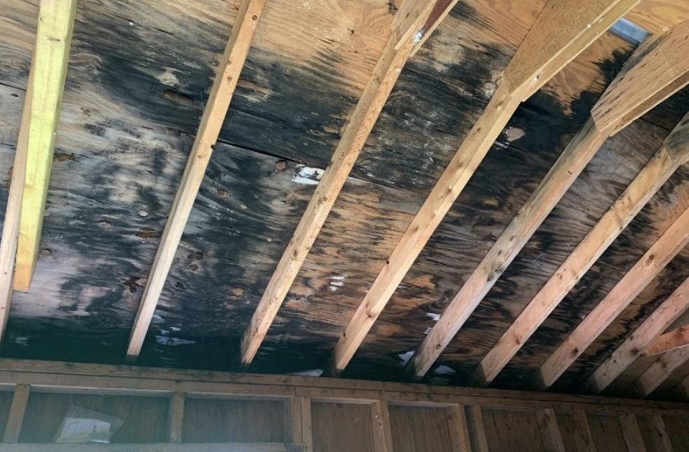 Mold damage before restoration