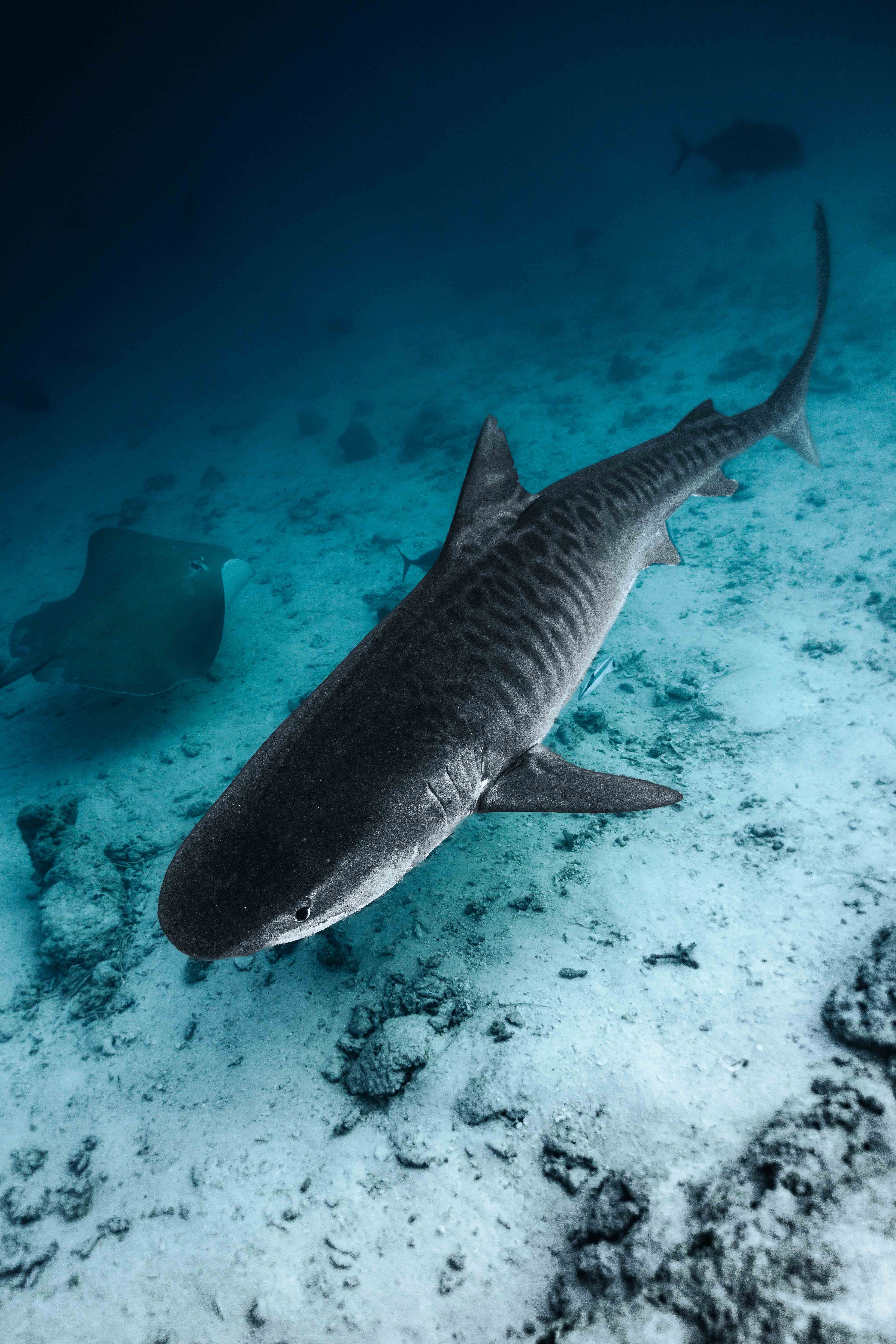 Cocos Island: Where the Sharks Take Over