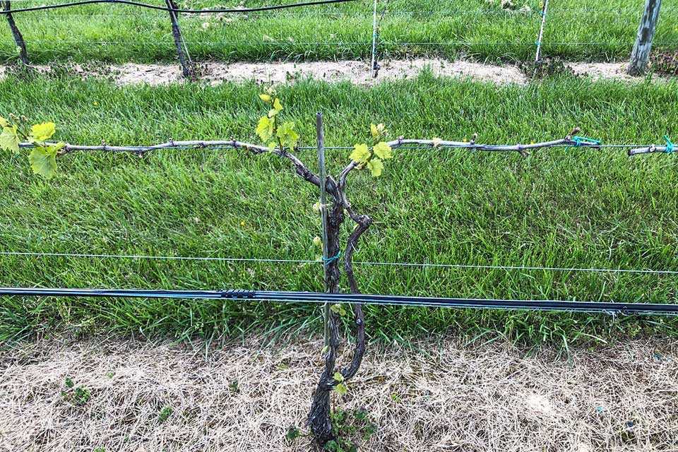 What You Should Know About the New Grapevine Insurance Program from