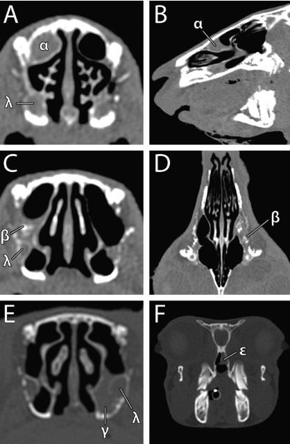 Those Rabbits head CT....
