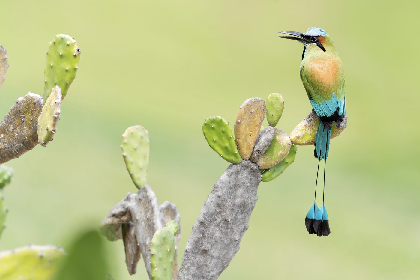 Turquoise-browed Motmot perched on a prickly pear cactus, racket-tipped tail hanging below