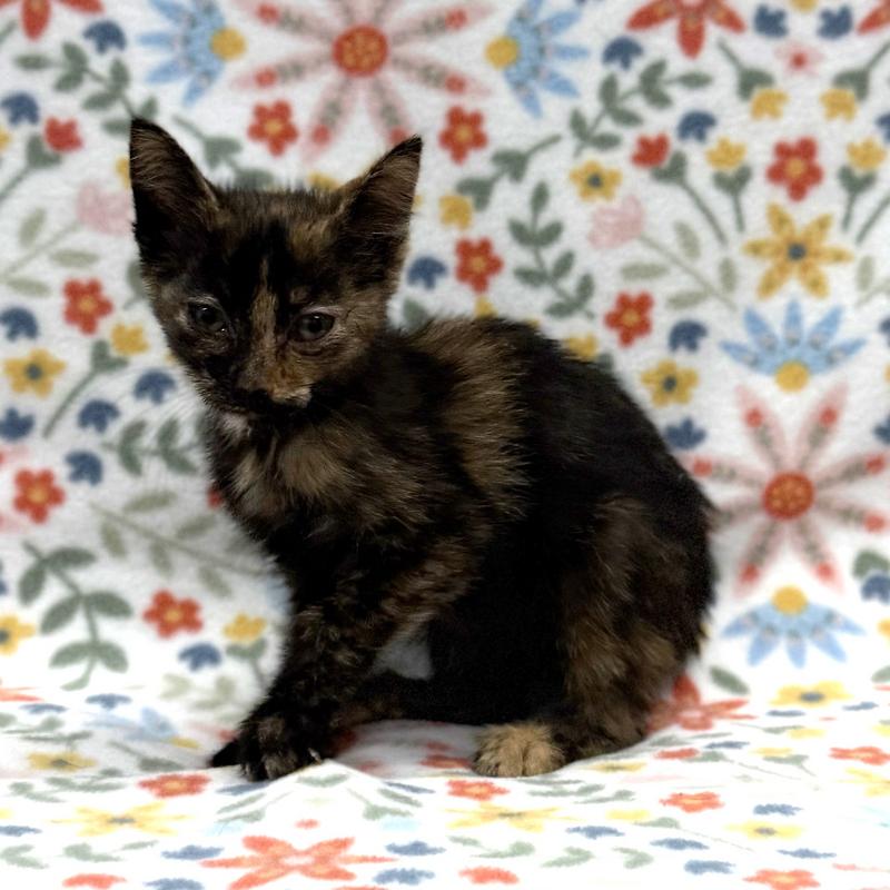 A tortoiseshell kitten identified as Animal ID 839553 available for adoption
