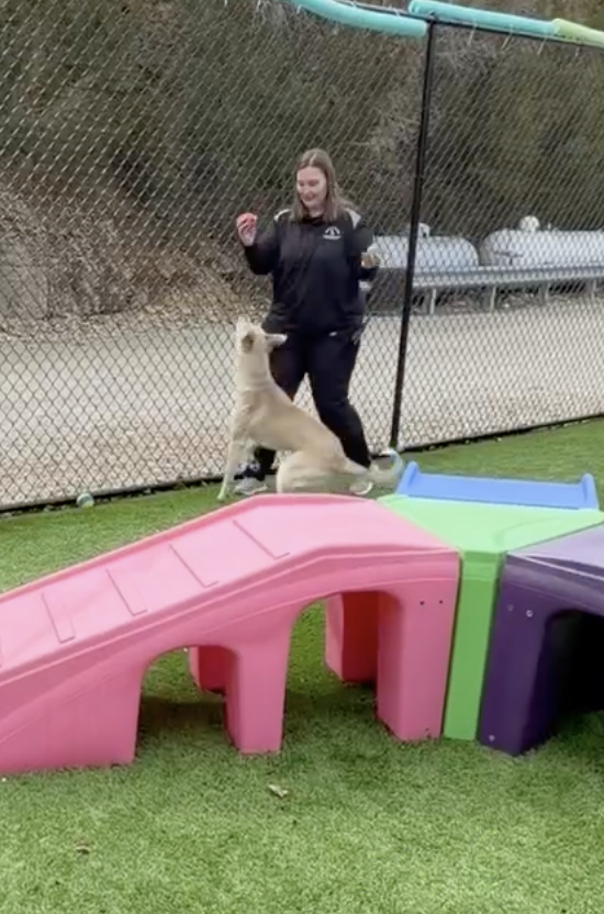 Angelique Tindall working with a dog in the turf play yard