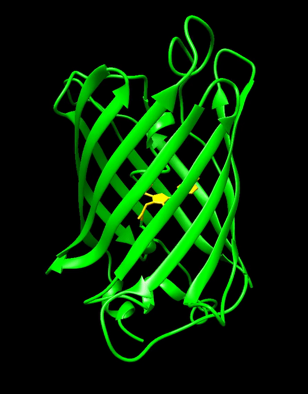 A barrel-shaped protein with a small molecule held in its middle.