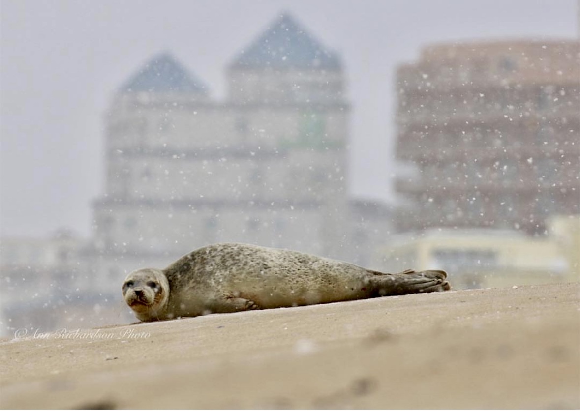 Where to Be in OCMD ~ February 23 - March 1, 2025     