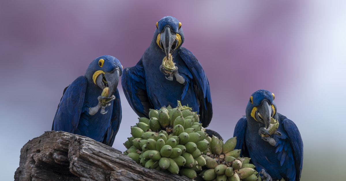 Letter from Kacau Oliveira: The blue that almost disappeared
