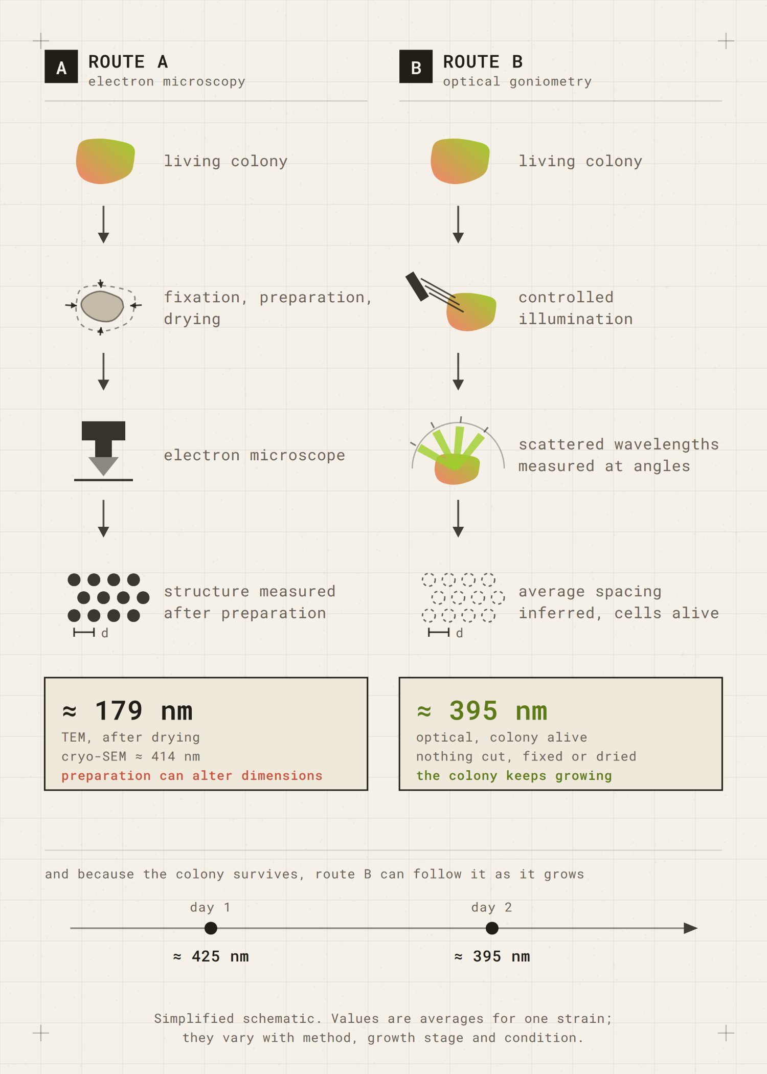 Reading structure through light: optical measurement of a living colony compared with electron microscopy preparations