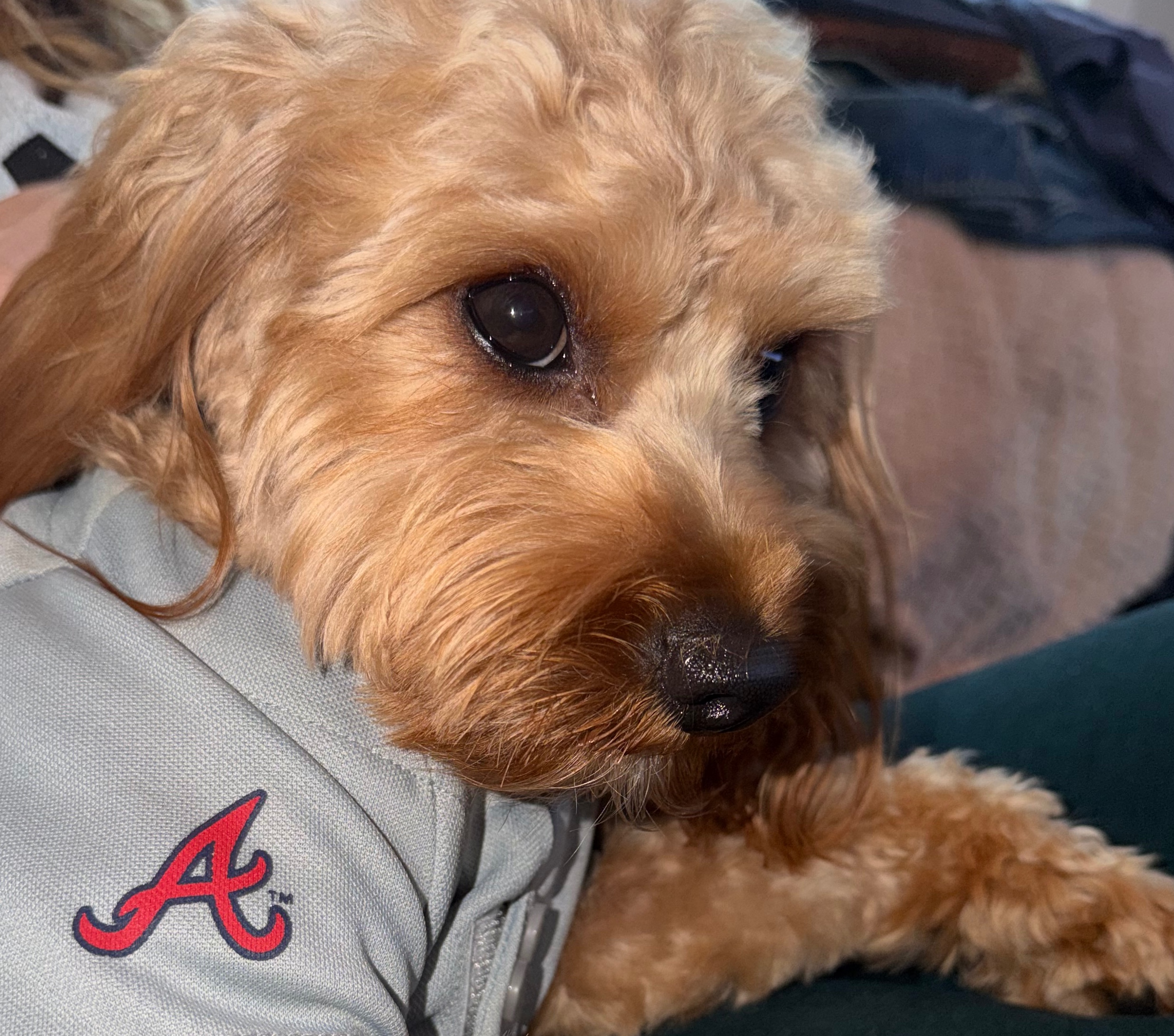 Charlie the Cavapoo — The Beltline Brief