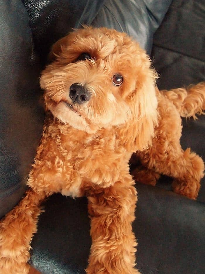 Cockapoo Gallery Cockapoo Images – Huge Breed Gallery and Cute Cockapoo Puppy Photos