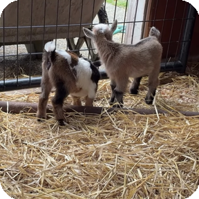 Baby goats at The Happy Herd
